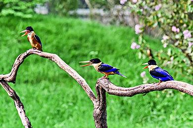 消息称《原神》将在美服开启新规 限制未成年玩家氪金